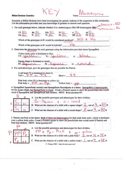 Bikini Bottom Genetics Dihybrid Cross Worksheet, Genetics Notes Biology Class 12, Class 12 Biology Notes Molecular Basis Of Inheritance, Genetics Worksheet, Genetics And Evolution Notes, Dihybrid Cross, Gregor Mendel, Codominance Genetics, Punnett Squares