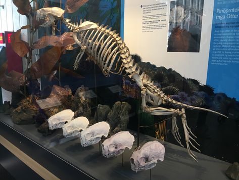 Sea otter skeleton and skulls - California Academy of Sciences, SF Otter Skeleton, California Academy Of Sciences, Sea Otters, Vulture Culture, Sea Otter, Creature Design, Otters, Design Inspo, Sydney Opera House