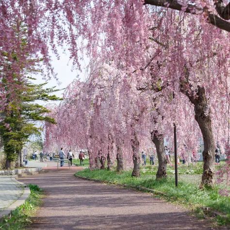 Weeping Cherry Tree: Everything You Need to Know Cherry Blossom Willow Tree, Weeping Wisteria Tree, Snow Fountain Weeping Cherry Tree, Cherry Weeping Willow Tree, Golden Willow Tree, Cherry Blossom Courtyard, Cherry Trees In Landscape, Weeping Cherry Tree Landscaping, Weeping Redbud Tree