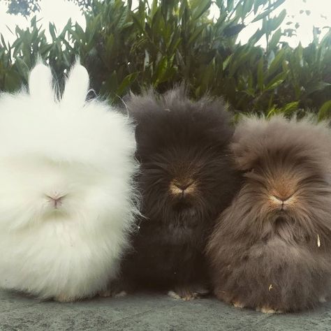 Lionhead Bunny, Lionhead Rabbit, Pet Bunny Rabbits, Cute Bunny Pictures, Cute Small Animals, Fluffy Bunny, Pet Bunny, Bunny Pictures