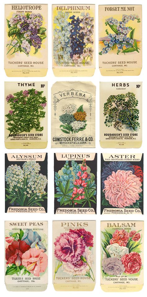 Inspiration du Jour: Vintage Seed Packets Garden Seeds Packets, Herb Art, Vintage Seed Packets, Flower Seeds Packets, Seed Packaging, Seed Pack, Vintage Blog, Seed Catalogs, Spring Projects