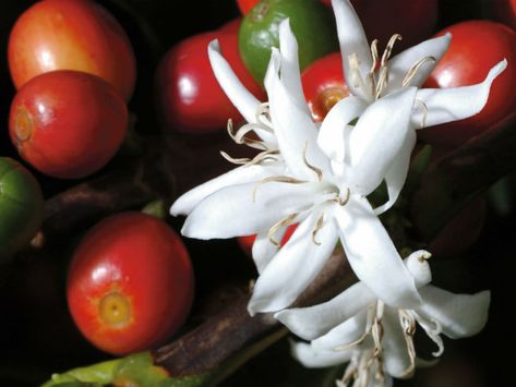 Coffea arabica (Arabian Coffee)  #coffea #plantopedia #FloweringPlant #flowers #FloweringPlants #flower #blooming #FlowerGarden Coffee Plant Flower, Arabian Coffee, Coffee Recepies, Coffee Flatlay, Coffee Infographic, Coffea Arabica, Coffee Tattoos, Coffee World, Coffee Drawing