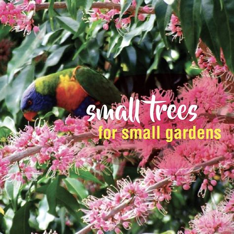 Hamptons Landscaping, Garden Ideas Australia, Trees For Small Gardens, Fast Growing Shade Trees, Australian Gardens, Trees For Front Yard, Australian Trees, Australian Native Garden, Garden Magazine