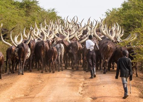 On the move. Photo by Jim Hazzard - Afternoon herding of Ankole cattle near Lake Mburo, Uganda Ankole Cattle, National Geographic Photography, Daily Dozen, Visit Africa, Livestock Farming, We Are The World, Creature Feature, Landscape Scenery, National Geographic Photos