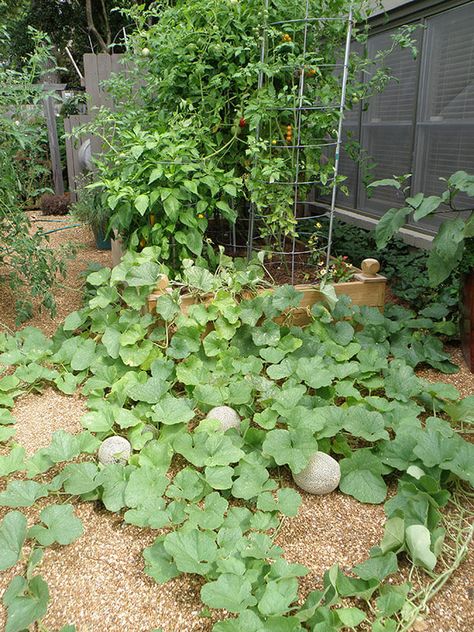 Planting Cantaloupe, Growing Melons, Honeydew Melon, Veg Garden, Samos, Fruit Garden, Veggie Garden, Edible Garden, Sweet Orange