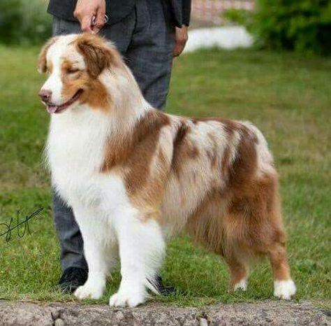 Beautiful Aussie Australian Shepherd Fursona, Grooming Australian Shepherd, Australian Shepherd Red Tri, Smart Working, Aussie Puppies, Aussie Dogs, Working Dog, Dog Mixes, Australian Shepherd Dogs