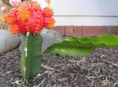 Moon Cactus Growing Arms | 6 Facts About This Suspicious Event | Succulent Thrive Moon Cactus Propagation, Moon Cactus Care, Dragon Fruit Cactus, Grafted Cactus, Moon Cactus, Cactus Care, Cactus Types, Growing Succulents, Red Cap