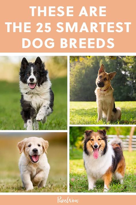 Dog Breeds Chart, Lou Dog, Family Dogs Breeds, Friendly Dog Breeds, Family Friendly Dogs, Smartest Dogs, Smartest Dog Breeds, Friendly Dogs, Best Dogs For Families