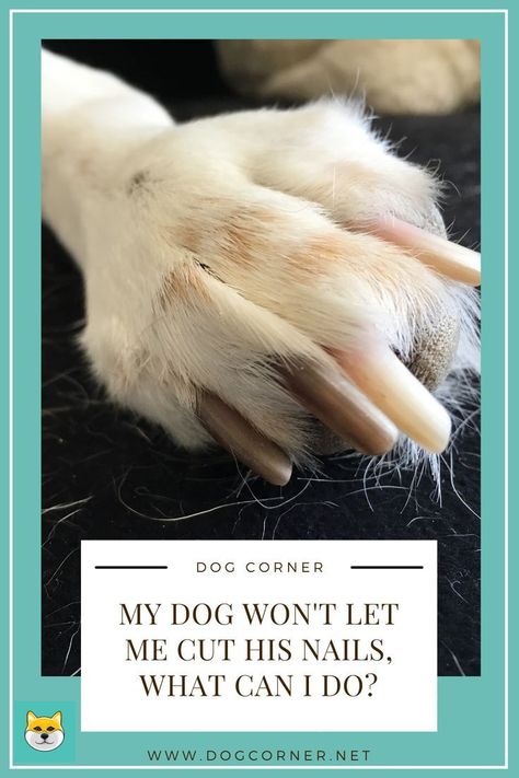 5 ways to handle a dog who resists nail trimming, including distraction, counterconditioning, and cooperation | #Clipping_Dog_Nails #Cut_Dog_Nails #Dogs_Nails #Dog_Corner Nail Trimming For Dogs Tips, Clipping Dog Nails, Dog Flea Remedies, Cut Dog Nails, Dogs Nails, Trimming Dog Nails, Dog Corner, Dog Behaviorist, Dog Words