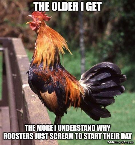 Funny Chicken Memes, Chicken Memes, Chicken Jokes, Farm Humor, Funny Dog Jokes, Funny Art History, Dog Jokes, Funny Chicken, Funny Animal Quotes