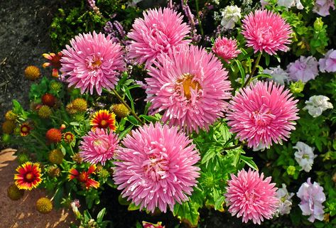 Astra Flowers Pink - Free photo on Pixabay Aster Flower, Pink Garden, Flowers Pink, Free Pictures, Free Photo, Free Photos, Free Images, Stock Images Free, Plants