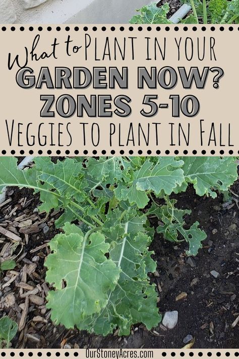 Not sure what to plant in September zone 7 and 8? This planting guide zone 6 and 5 is a great resource. This planting guide for vegetables will help you know exactly what to grow in September? Find more vegetable growing guides, vegetable gardening tips, and garden ideas. Fall Gardening In Zone 5, Zone 5 Planting Schedule Vegetables, Planting In September Zone 8, Gardening In Zone 6, September Planting Guide Zone 7, What Planting Zone Am I In, What To Plant In October Zone 7, What To Plant In September Zone 7, Zone 5 Planting Schedule