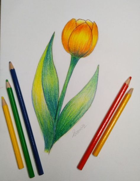 Drawing Ideas Colour Pencil Beginner, Stadler Colour Pencil Drawing, Drawing Flowers With Colored Pencils, Colored Pencil Art Easy Ideas Flower, Panting Pencil Colour, Easy Colour Pencil Art, Colour Pencil Flower Drawing, Easy Drawings With Colour Pencils, Steadler Colour Pencils Art