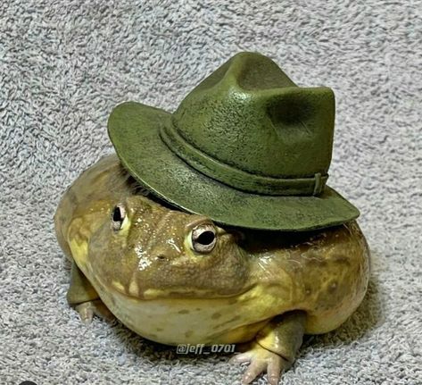 Buff Animals, Frogs With Hats, Buff Frog, Frog With Hat, African Bullfrog, Whatsapp Pictures, Frog Pictures, Frog And Toad, Reptiles And Amphibians