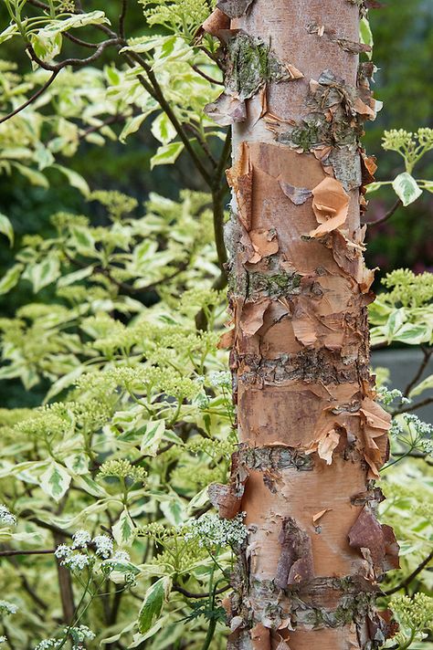 Peeling bark of river or black birch (Betula nigra) with foliage of wedding cake tree (Cornus controversa 'Variegata') in the background. The Wasteland Garden, designed by Kate Gould, RHS Chelsea Flower Show 2013. Betula Nigra, Cake Tree, Wedding Cake Tree, River Birch, Rhs Chelsea Flower Show, Sacred Tree, Garden Design Plans, Native Garden, Chelsea Flower