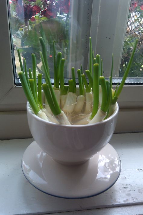 I bought a bag of green onions. I cut off the ends, put them in a small bowl of water and three days later, they're growing into new green onions! Amazing! I'll won't have to buy green onions for a while. Living Off The Land, New Green, Green Onions, Permaculture, Celery, Secret Garden, Small Bowls, Glass Jars, Planter Pots