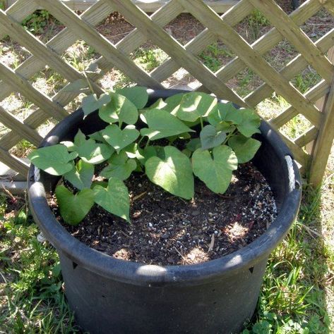 Guide to Growing Sweet Potatoes in a Container | Dengarden Growing Sweet Potatoes In Grow Bags, Sweet Potato Growing Container, Planting Sweet Potatoes In Containers, Growing Sweet Potatoes In Containers, Potatoes In Containers, Grow Sweet Potatoes, Grow Potatoes In Container, Potato Plant, Making Sweet Potato Fries