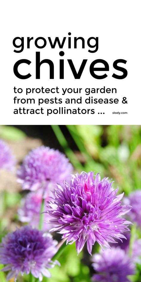 Chive Companion Plants, Chive Companion Planting, Chives Companion Planting, Planting Chives, How To Grow Chives, Grow Chives, Black Spot On Roses, Wellness Garden, Growing Chives