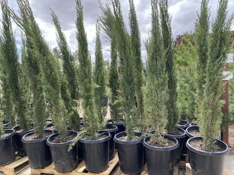 How to Grow Italian Cypress Trees in Containers | Hunker Italian Cypress Trees In Pots, Italian Cypress In Pots, Cypress Trees In Pots, Italian Cypress Landscaping Backyards, Italian Cypress Landscaping, Trees In Containers, Cypress Plant, Portugal House, Texas Trees