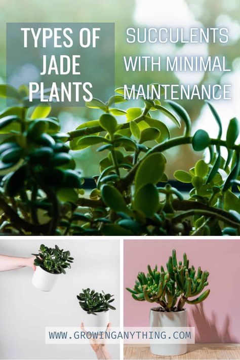 41 Difference Types of Jade Plants: Succulents With Minimal Maintenance Types Of Jade Plant, Elephant Food, Jade Succulent, Plant Maintenance, Minimal Plant, Botany Bay, Jade Plant, Types Of Succulents, Plants Succulents