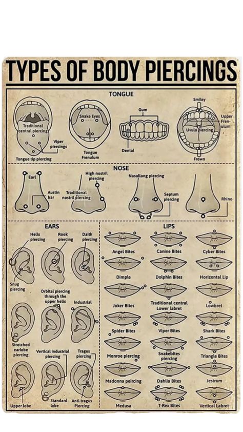 Face Piercings Chart, Viper Bites, Septum Bar, Canine Bites, Piercings Chart, Nasallang Piercing, Rhino Piercing, Angel Bites, Orbital Piercing