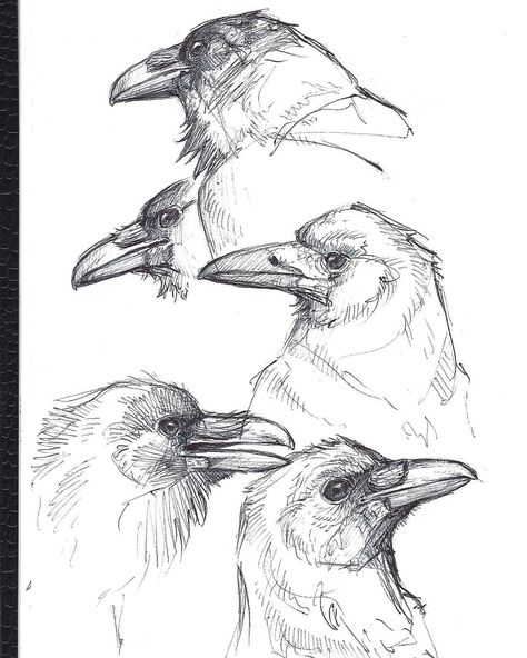 Pen sketches done for practice.#crow #crowart #crows #rook #raven #corvid #pendrawing #inkdrawing #birds #bird #animalart #animaldrawing #animalartist #birdart #birdartist #wildlife #wildlifeart #art #ink #drawing #draw #sketch #sketchbook #sketching #instaart #wildlifeartist #artwork #naturedrawing #wildlifedrawing #artistsoninstagram #Regram via @gaiasorrentino_art Drawings Of Birds, Crow Flying, Crows Drawing, Crow Painting, Pen Sketches, Black And White Drawings, Bird Sketch, Pen Illustration, Crow Art