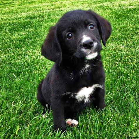 Border Collie Lab Mix, Border Collie Mix Puppies, Labrador Puppies For Sale, Golden Labrador Puppies, Lab Mix Puppies, Puppy Find, Greenfield Puppies, Collie Mix, Lancaster Puppies