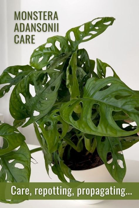 Monstera Adansonii Care: How to Care, Repot & Propagate Swiss Cheese Plant Swiss Cheese Monstera Care, Monstera Adansonii Care, Monstera Plant Care, Repotting Plants, Lucky Plant, Outside Plants, Monstera Adansonii, Orchid Bark, Swiss Cheese Plant