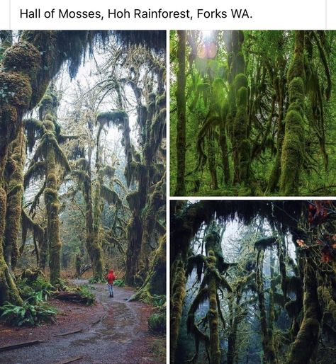 Hall Of Mosses, Hoh Rainforest, Adventure Ideas, Top Places To Travel, Travel Inspiration Destinations, Fun Places To Go, Travel Locations, Dream Travel Destinations, Future Travel