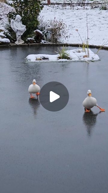 Frozen Pond, Nature Life, Duck Duck, Animals Cute, Beautiful Smile, Ducks, Frozen, Animals, Instagram