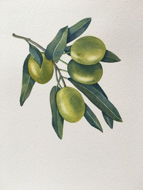 Olive Watercolor Painting, Olives Drawing, Olive Drawing, Olive Watercolor, Olive Tattoo, Mises En Page Design Graphique, Watermelon Art, Olive Branches, Botanical Tattoo