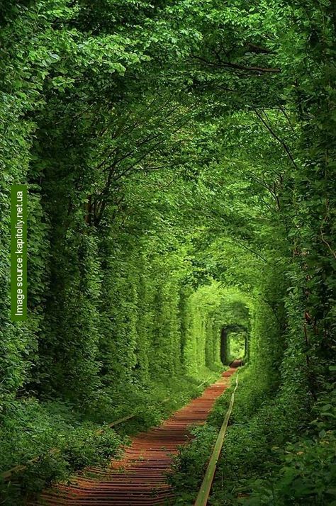 Tunnel Of Love Ukraine, Interesting Photography, Tree Tunnel, Tunnel Of Love, Evergreen Plants, Beautiful Tree, Travel Insurance, Abandoned Places, Wonderful Places