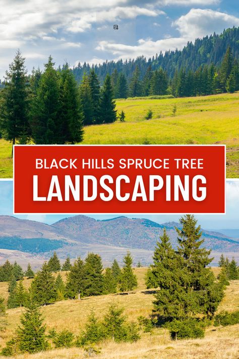 Black Hills Spruce Tree landscaping Black Hills Spruce, Black Spruce, Being Present, Spruce Tree, Evergreen Trees, Black Hills, Landscape Trees, In The Garden, Trees To Plant