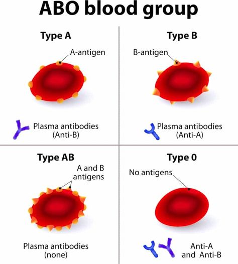 Abo Blood Group System, Blood Types, Blood Group, Science Laboratory, Basic Anatomy And Physiology, Medical Lab, Biology Facts, Medical Laboratory Science, Medical Student Study