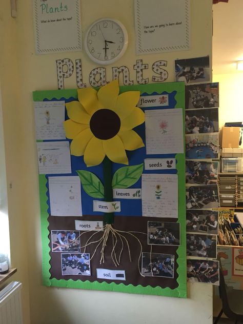 Plants display ks1 Plants Year 1, Plants Classroom Display, Plants Ks1, Plants Kindergarten, Plants Display, Plants Classroom, Science Display, Plants Unit, Class Displays