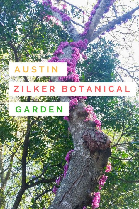 Explore Austin's Zilker Botanical Gardens #Austin #travelAustin #ZilkerBotanicalGarden Zilker Botanical Garden, Montreal Botanical Garden, Texas State Parks, Denver Botanic Gardens, Barton Springs, Atlanta Botanical Garden, Gardens Of The World, Chicago Botanic Garden, Hair Rubber