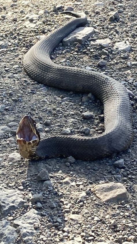 Cottonmouth/Water Moccasin (V) Water Moccasin Snake, Cottonmouth Snake, Spiders And Snakes, Creature Feature, Snakes, Moccasins, Pen, Water, Animals