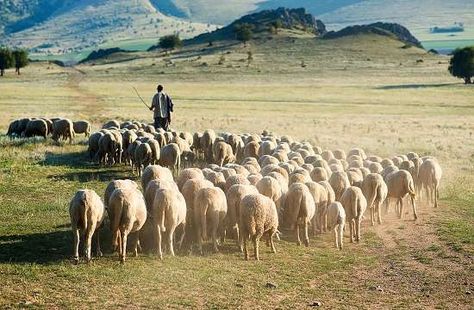 Gospel reflection for the Fourth Sunday of Easter (Jn 10, 27-30) My Sheep Hear My Voice, Herd Of Sheep, Book Of Deuteronomy, Brest France, Christ Is Risen, The Good Shepherd, Living Water, 3d Letters, The Shepherd