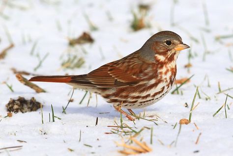 fox sparrow (red) at Lake Meyer Park IA 2K3A2094 | This fox … | Flickr Fox Sparrow, The First Snow, First Snow, Bird Species, Having Fun, Too Late, The Snow, Oklahoma, Fox