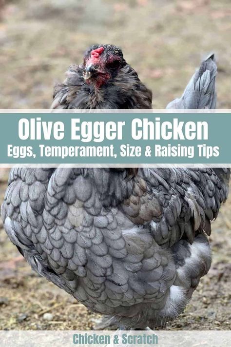 Olive Egger Chicken, Chicken Egg Colors, Breeds Of Chickens, Huge Chicken, Olive Egger, Chicken Flock, Fluffy Chicken, Types Of Chickens, Backyard Chicken Farming