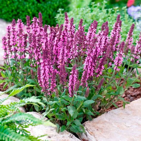 Salvia Plant - New Dimensions Mix - Perennial Middle of Border Plants - Perennial Borders - Perennial Plants - Gardening Rosa China, Salvia Plants, Meadow Sage, Deer Resistant Perennials, Rose Seeds, New Dimension, Flower Spike, Planting Roses, Hardy Perennials