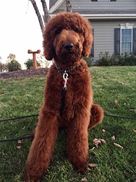 11/2016. Simon's first haircut! Red standard poodle. Mini Red Poodle Haircut, Standard Poodle Teddy Bear Cut, Standard Poodle Haircut Styles, Mini Red Poodle, Red Doodle Dog, Standard Poodle Teddy Bear, Red Standard Poodle, Toy Red Poodle, Poodle Teddy Bear Cut