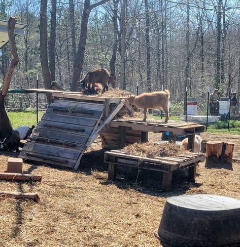 Pallet Jungle Gym Diy, Goat Jungle Gym, Pallet Goat Playground, Goat Play Area, Goat Playground Ideas, Jungle Gym Diy, Goat Pens, Goat Playground, Goat Toys