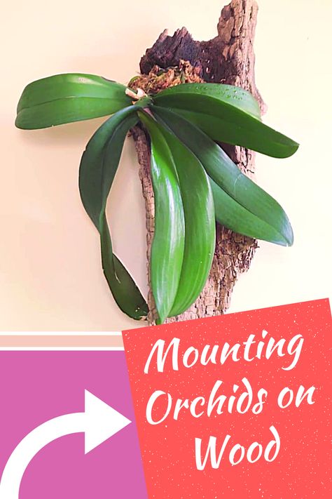 Mounting Orchids on Wood >> READ MORE << #gardengearshop #garden #gardening #growyourown #homegrown #backyard #seeds #plants #planting #grow #orchid Video Credit: BenRichFilms Orchids On Wood, Mounting Orchids, Hanging Orchid, Indoor Orchids, Orchid Plant Care, Orchid Flower Arrangements, Succulent Planter Diy, Vanda Orchids, Growing Orchids