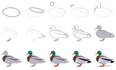 How To Draw A Mallard Duck, How To Paint Ducks, How To Paint A Duck, Duck Doodle Easy, How To Draw A Duck Step By Step, How To Draw Ducks, Duck Drawing Realistic, How To Draw Duck, Duck Drawing Simple