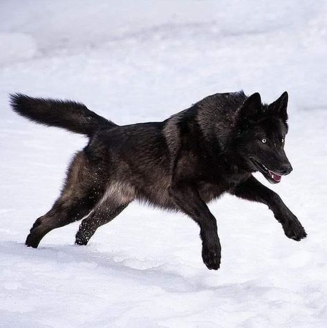 Wolf Lovers  Society | Rating this photograph from 0-10❤️ | Facebook Wolf Jumping, Wolf Playing, Wolf Hunting, Wolf Therian, Lovers Society, Wolf Poses, Wolf Dogs, Wolf Running, Big Wolf