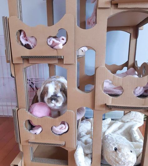 Cardboard Houses, Cardboard Cat House, Holland Lop, House Photo, Cat Scratch, House Rabbit, Cardboard House, Pet Bunny, Pet Rabbit