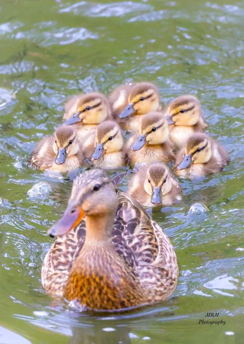 Mallard duck with her babies @North Par🦆 Ducks Mallard, Ducks Photos, Mallard Duckling, Duck With Ducklings, Fantasy Farm, Duck Photography, Wild Birds Photography, Duck Tattoos, Animal Photography Wildlife