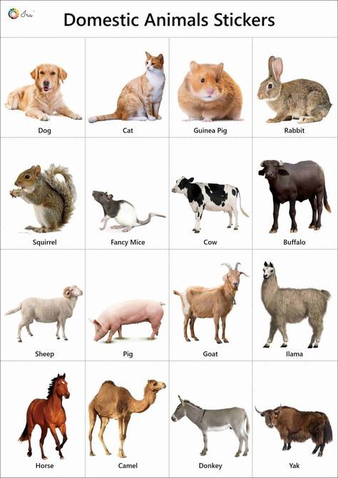 Animals And Their Sounds In English - Learn English,vocabulary,english 6C5 Animals Names In English, Colouring Sheets For Kids, Animals Name With Picture, Kids Learning Charts, Wild Animals List, Farm Animals Pictures, Animal Pictures For Kids, Animals Name In English, Animals Name