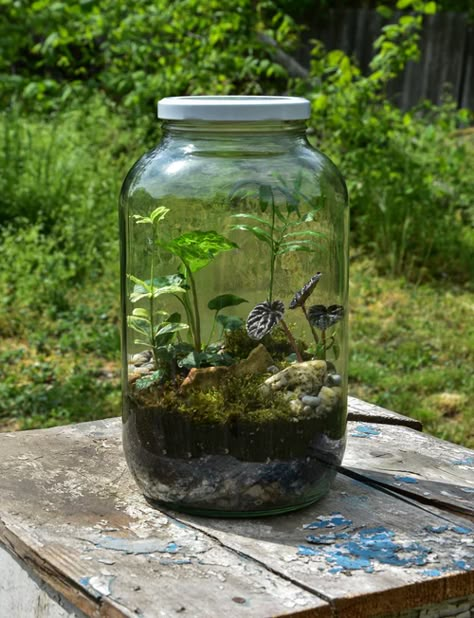 Mason Jar Display, Mason Jar Diy Crafts, Plants In Glass Jars, Jar Diy Crafts, Mason Jar Plants, Mason Jar Terrarium, Jar Image, Plant In Glass, Terrarium Jar